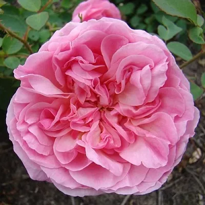 Саженцы роз ХАЙДИ ХОЛЛ английская  Саженцы роз ХАЙДИ ХОЛЛ английская в Саратове