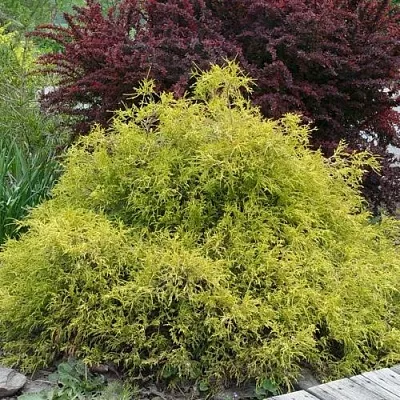 Кипарисовик ГОЛДЕН МОП горохоплодный в Саратове