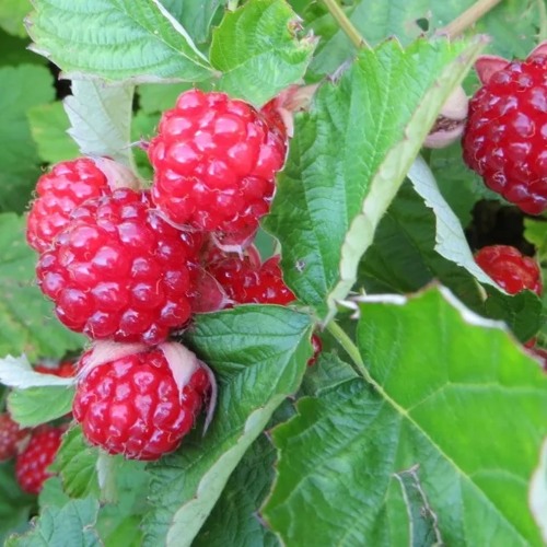 Ежемалина РЕД ДАЙМОНД в Саратове