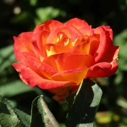 Роза ЛИНА чайно-гибридная  в Саратове
