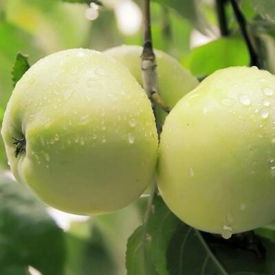 Саженцы яблони оптом в Саратове