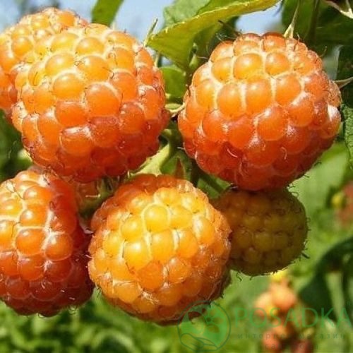 Малина КУМБЕРЛЕНД желтая в Саратове
