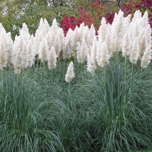 Кортадерия белая (пампасная трава) в Саратове