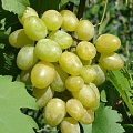 Виноград в Саратове