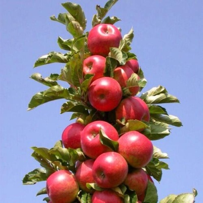 Яблоня СОЗВЕЗДИЕ колонновидная в Саратове