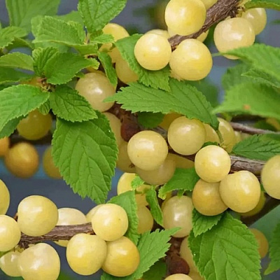 Вишня СНЕВИТ войлочная в Саратове