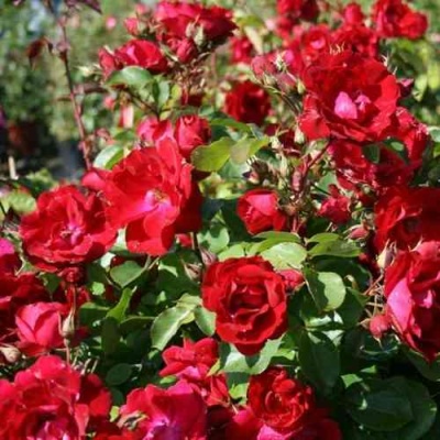Роза ЧАМПЛЕЙН флорибунда в Саратове