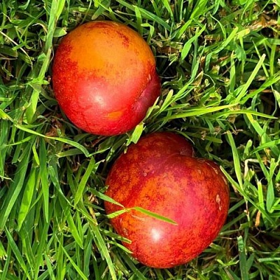 Шарафуга НЕКТАРИННАЯ в Саратове