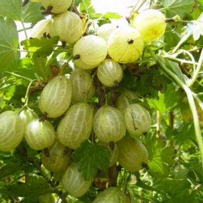 Крыжовник ИНВИКТА в Саратове