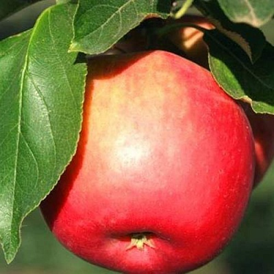 Яблоня КАТЯ в Саратове