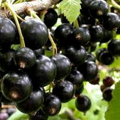 Смородина черная ОРЛОВСКИЙ ВАЛЬС в Саратове