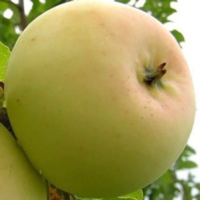 Яблоня БАНАНОВОЕ в Саратове