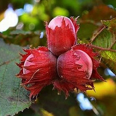 Фундук КРАСНЫЙ ЯНТАРЬ в Саратове