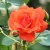 Роза АНЖЕЛИКА чайно-гибридная  в Саратове