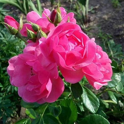 Роза АНГЕЛА флорибунда в Саратове