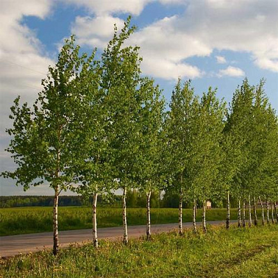 Береза обыкновенная в Саратове