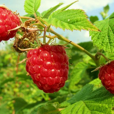 Бесшипная в Саратове