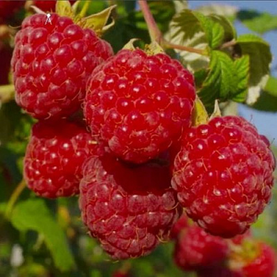 Ранняя в Саратове