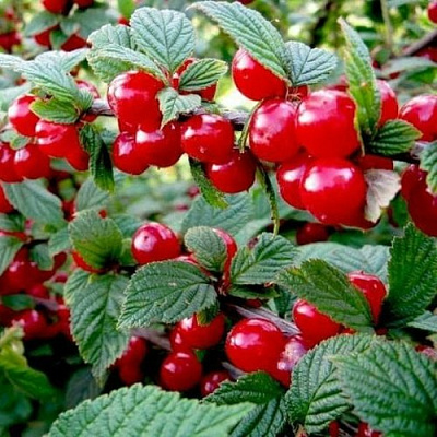 Вишня ВОСТОРГ войлочная в Саратове