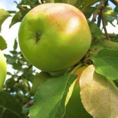 Яблоня ИКША колонновидная в Саратове