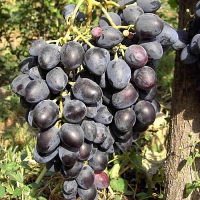 Виноград НАДЕЖДА АЗОС в Саратове