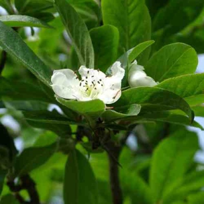 МУШМУЛА  в Саратове