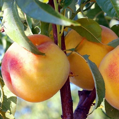 Персики в Саратове