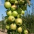 Яблоня БОЛЕРО колонновидная в Саратове