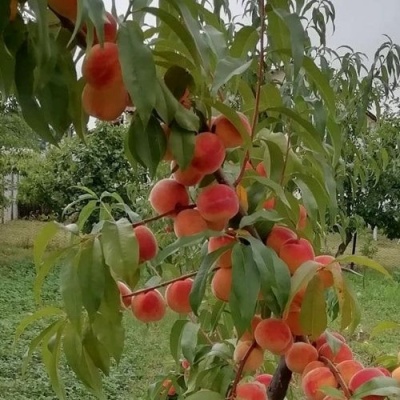 Персик ВУЛКАН в Саратове