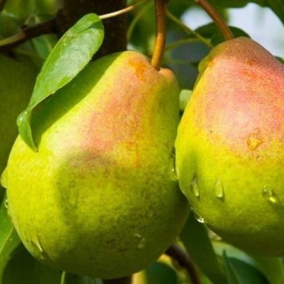 Груша ФЛЕЙТА в Саратове