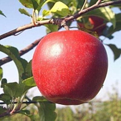 Яблоня ЛИГОЛ в Саратове