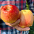 Яблоня ПАМЯТИ ХИТРОВО в Саратове