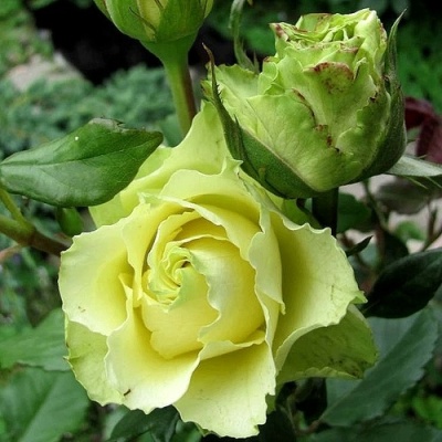 Роза ЛИМБО (ДОЛЛАР) чайно-гибридная  в Саратове
