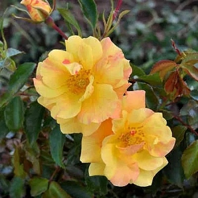 Роза АНГЕЛИНА ФРЕСКА флорибунда  в Саратове