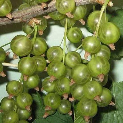 Смородина зеленоплодная ВЕРТИ в Саратове