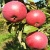 Яблоня ВАЛЮТА колонновидная в Саратове