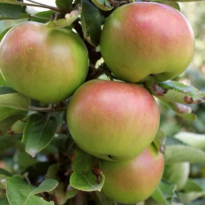Яблоня ИКША колонновидная в Саратове