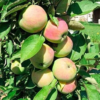 Яблоня ПРЕЗИДЕНТ колонновидная в Саратове
