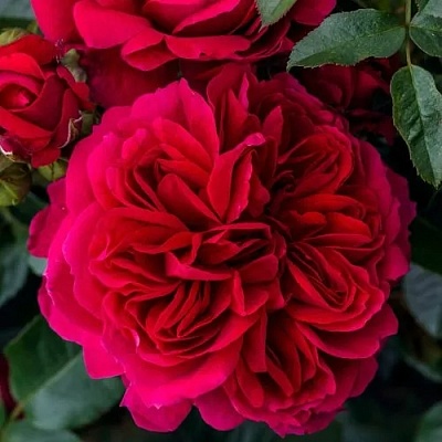 Роза СОУЛ шраб  в Саратове
