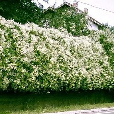 Фаллопия Фаллопия в Саратове