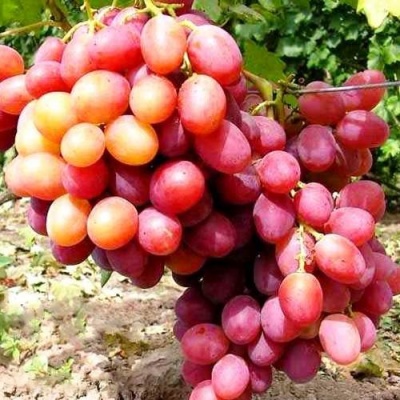 Виноград АНЮТА в Саратове