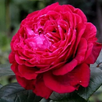 Роза 4 ВЕТРОВ флорибунда  в Саратове