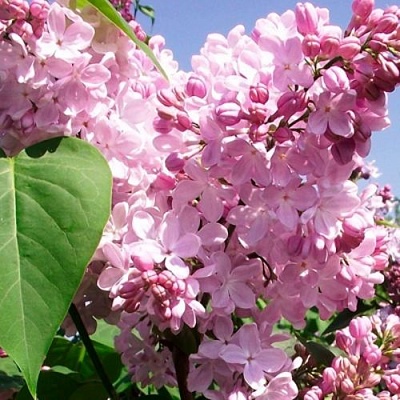 Сирень АДЕЛИНА в Саратове