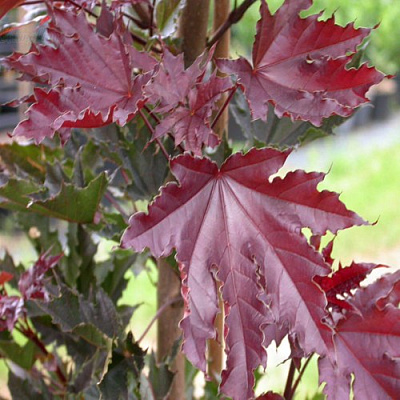 Клен КРИМСОН СЕНТРИ остролистный в Саратове