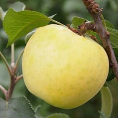 Яблоня МЕДОК колонновидная в Саратове