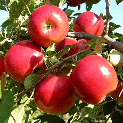 Яблоня МОДИ в Саратове