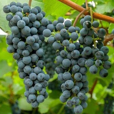 Саженцы винограда Таежный