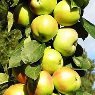 Яблоня БОЛЕРО колонновидная в Саратове