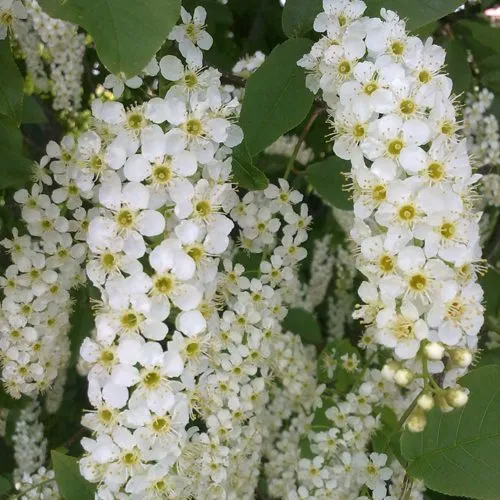 Черемуха САМОПЛОДНАЯ в Саратове