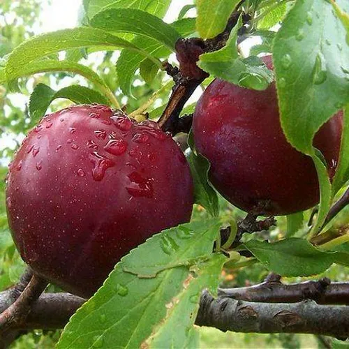 Слива КЛЕОПАТРА в Саратове